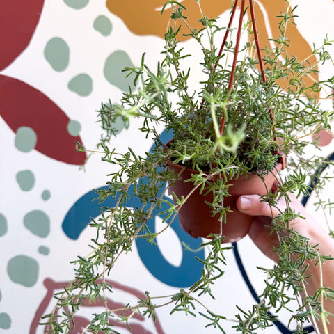 Senecio 'Twinkle Little Star' - String of Stars - Sprouts of Bristol