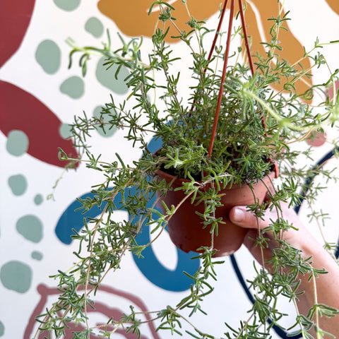 Senecio 'Twinkle Little Star' - String of Stars - Sprouts of Bristol