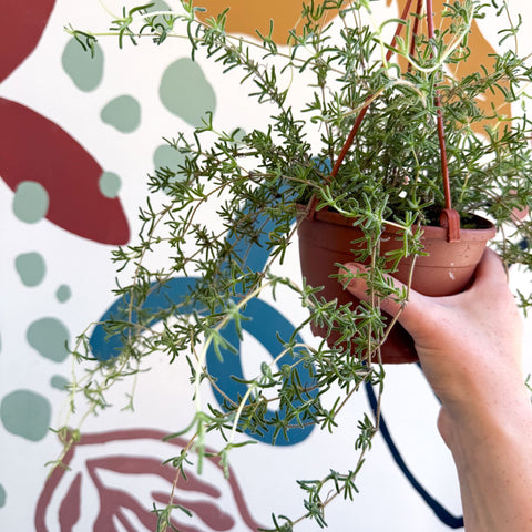 Senecio 'Twinkle Little Star' - String of Stars - Sprouts of Bristol