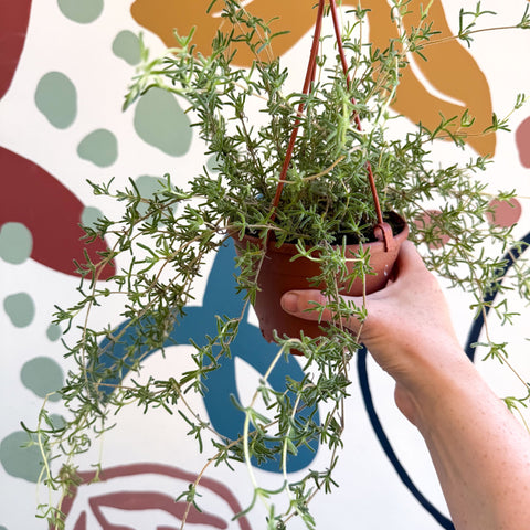 Senecio 'Twinkle Little Star' - String of Stars - Sprouts of Bristol