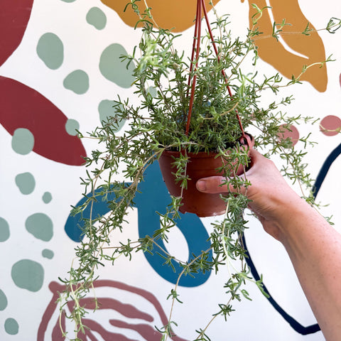 Senecio 'Twinkle Little Star' - String of Stars - Sprouts of Bristol