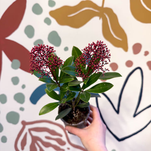 Skimmia japonica 'Rubella' - Japanese Skimmia - Sprouts of Bristol