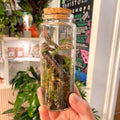 Small Flask - Bioactive Terrarium - Sprouts of Bristol