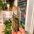 Small Flask - Bioactive Terrarium - Sprouts of Bristol