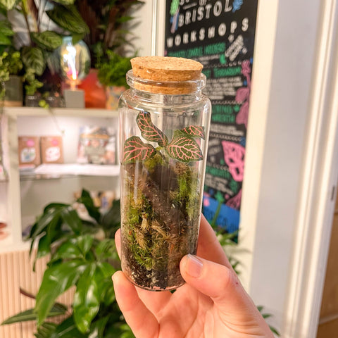 Small Flask - Bioactive Terrarium - Sprouts of Bristol