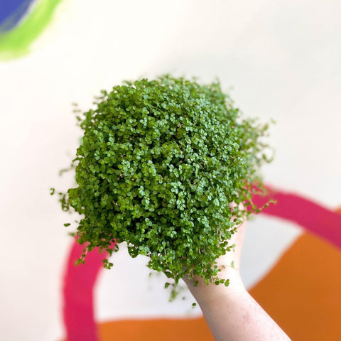 Soleirolia soleirolii - Baby's tears - Sprouts of Bristol