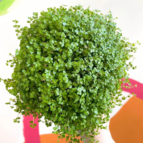 Soleirolia soleirolii - Baby's tears - Sprouts of Bristol