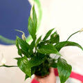 Spathiphyllum 'Chopin' - Peace Lily - Sprouts of Bristol