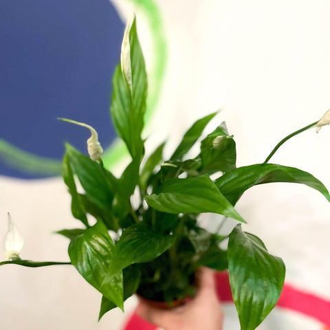 Spathiphyllum 'Chopin' - Peace Lily - Sprouts of Bristol