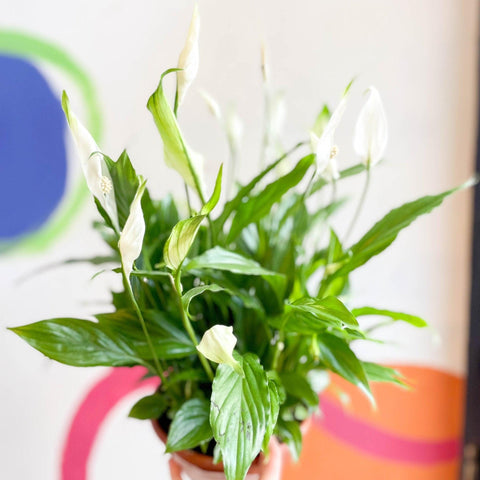 peace lily chopin Spathiphyllum 'Chopin'