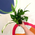 Spathiphyllum 'Chopin' - Peace Lily - Sprouts of Bristol