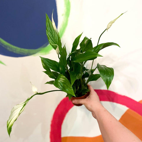 Spathiphyllum 'Chopin' - Peace Lily - Sprouts of Bristol