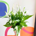 Spathiphyllum 'Chopin' - Peace Lily - Sprouts of Bristol