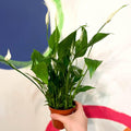 Spathiphyllum 'Chopin' - Peace Lily - Sprouts of Bristol