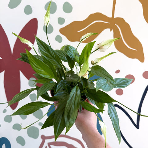 Spathiphyllum 'Korto' - Peace Lily - Sprouts of Bristol