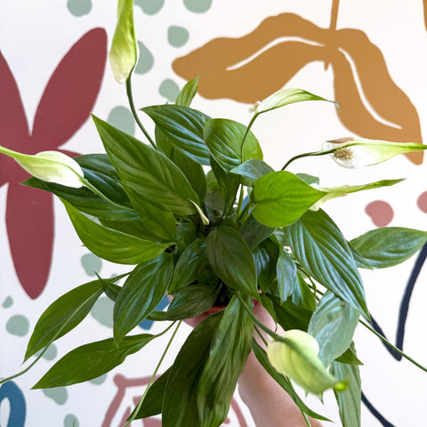 Spathiphyllum 'Korto' - Peace Lily - Sprouts of Bristol