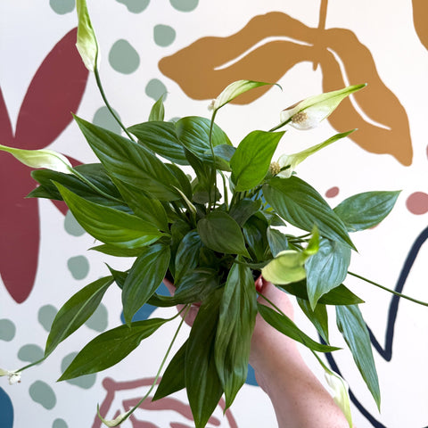 Spathiphyllum 'Korto' - Peace Lily - Sprouts of Bristol