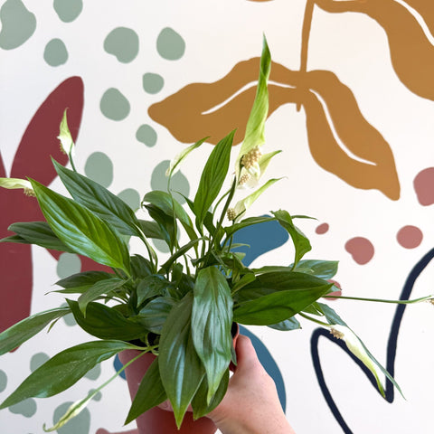 Spathiphyllum 'Korto' - Peace Lily - Sprouts of Bristol