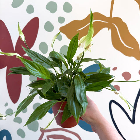 Spathiphyllum 'Korto' - Peace Lily - Sprouts of Bristol