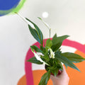 Spathiphyllum 'Pearl Cupido' - Peace Lily - Sprouts of Bristol