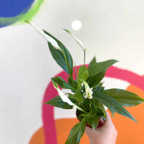 Spathiphyllum 'Pearl Cupido' - Peace Lily - Sprouts of Bristol