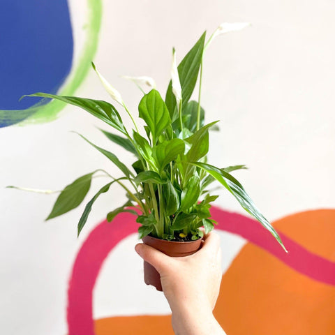 cupido peace lily Spathiphyllum 'Pearl Cupido'