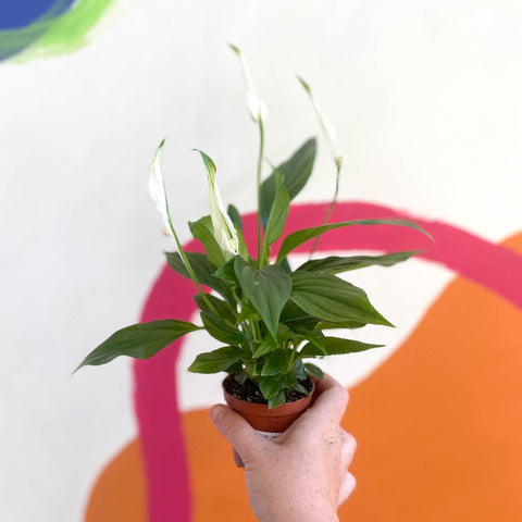 cupido peace lily Spathiphyllum 'Pearl Cupido'