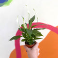 Spathiphyllum 'Pearl Cupido' - Peace Lily - Sprouts of Bristol