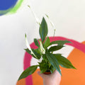 Spathiphyllum 'Pearl Cupido' - Peace Lily - Sprouts of Bristol