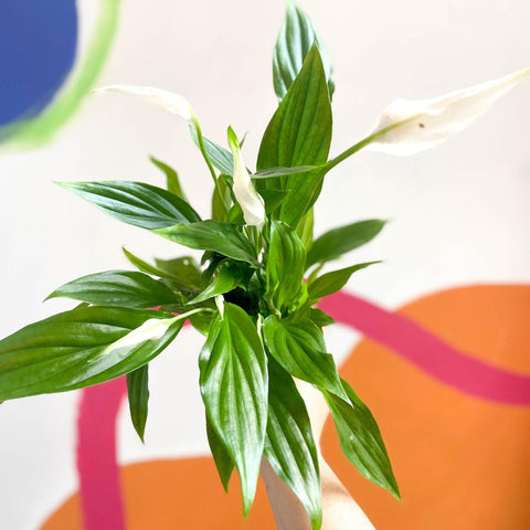 Spathiphyllum 'Pearl Cupido' - Peace Lily - Sprouts of Bristol