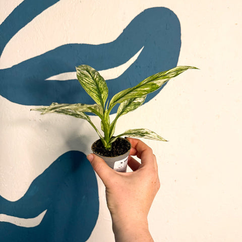 Spathiphyllum ‘Sensation Variegated’ – Variegated Peace Lily - Sprouts of Bristol