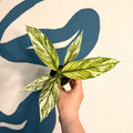 Spathiphyllum ‘Sensation Variegated’ – Variegated Peace Lily - Sprouts of Bristol