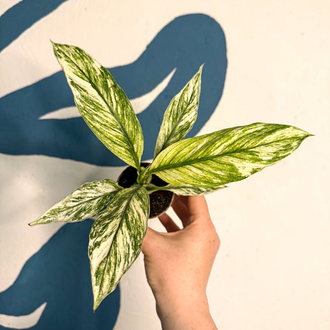 Spathiphyllum ‘Sensation Variegated’ – Variegated Peace Lily - Sprouts of Bristol