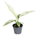 Spathiphyllum 'Sensation Variegated' - Variegated Peace Lily - Sprouts of Bristol
