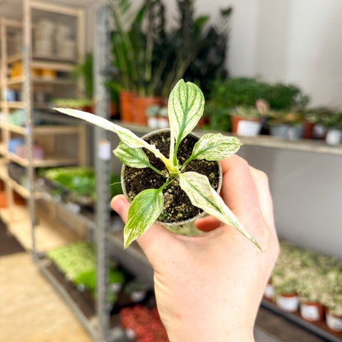 peace lily sprouts Spathiphyllum 'Sensation Variegated' – Variegated Peace Lily – Sprouts of Bristol