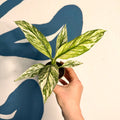 Spathiphyllum ‘Sensation Variegated’ – Variegated Peace Lily - Sprouts of Bristol