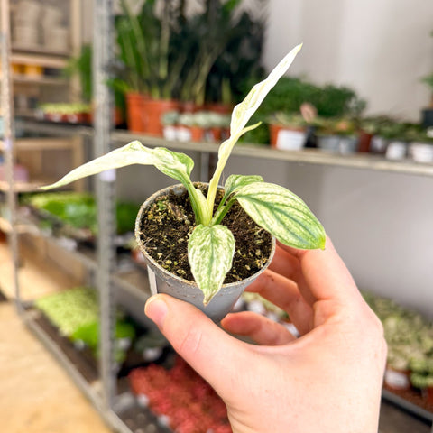 variegated peace lily uk Spathiphyllum 'Sensation Variegated' – Variegated Peace Lily – Sprouts of Bristol