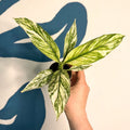 Spathiphyllum ‘Sensation Variegated’ – Variegated Peace Lily - Sprouts of Bristol