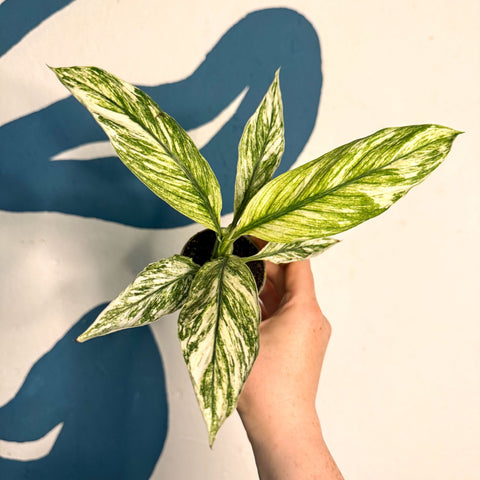 Spathiphyllum ‘Sensation Variegated’ – Variegated Peace Lily - Sprouts of Bristol