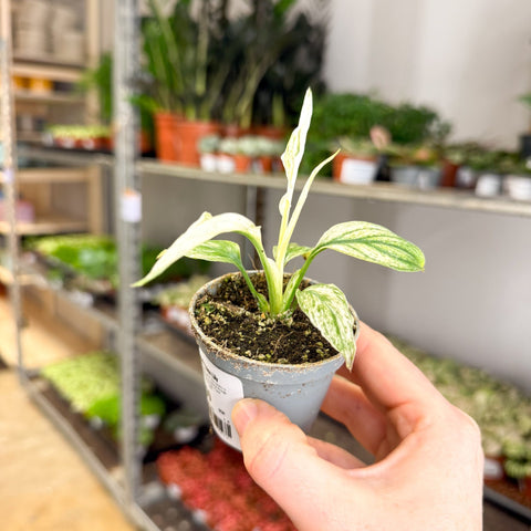 Spathiphyllum 'Sensation Variegated' - Variegated Peace Lily - Sprouts of Bristol