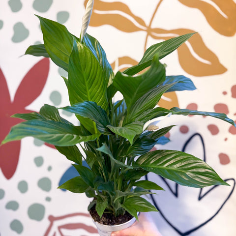 peace lily sprouts Spathiphyllum 'Strauss'