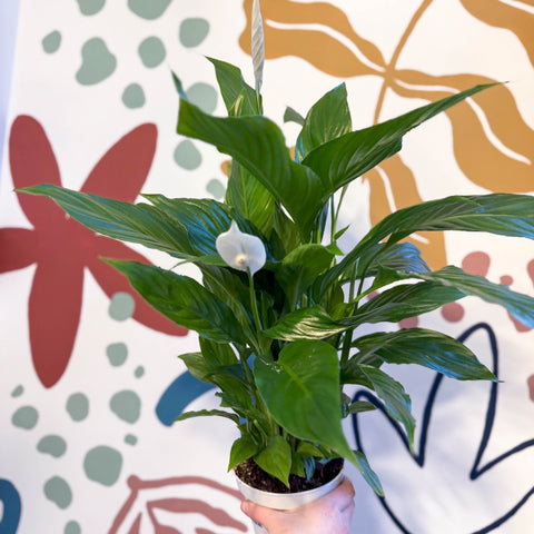 Spathiphyllum 'Strauss' - Peace Lily - Sprouts of Bristol