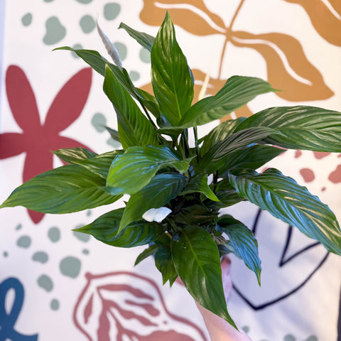 Spathiphyllum 'Strauss' - Peace Lily - Sprouts of Bristol