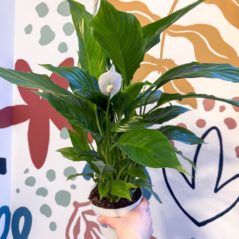 peace lily sprouts Spathiphyllum 'Strauss'