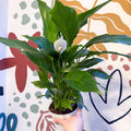 Spathiphyllum 'Strauss' - Peace Lily - Sprouts of Bristol