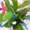 Spathiphyllum 'Strauss' - Peace Lily - Sprouts of Bristol