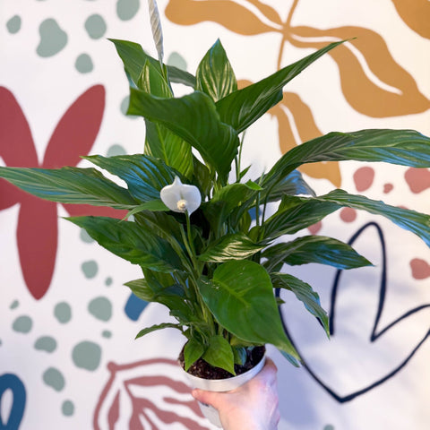 peace lily uk delivery Spathiphyllum 'Strauss'