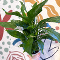 Spathiphyllum 'Strauss' - Peace Lily - Sprouts of Bristol