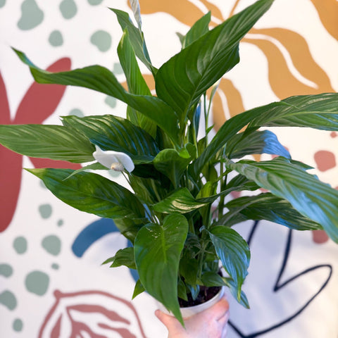 Spathiphyllum 'Strauss' - Peace Lily - Sprouts of Bristol