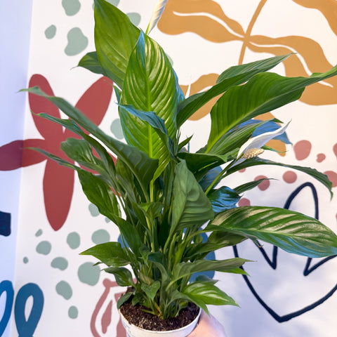peace lily uk Spathiphyllum 'Strauss'